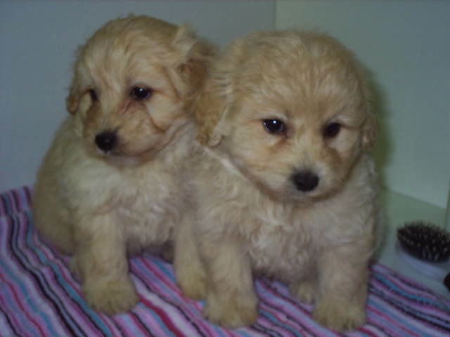 2puppies.jpg