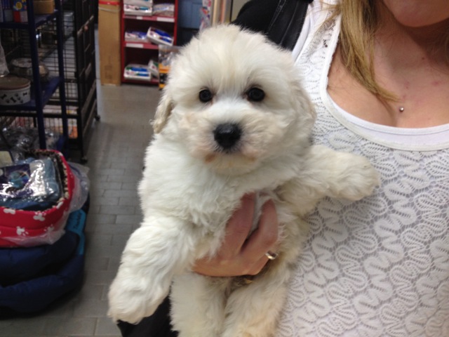 pup+girl.jpg.jpg